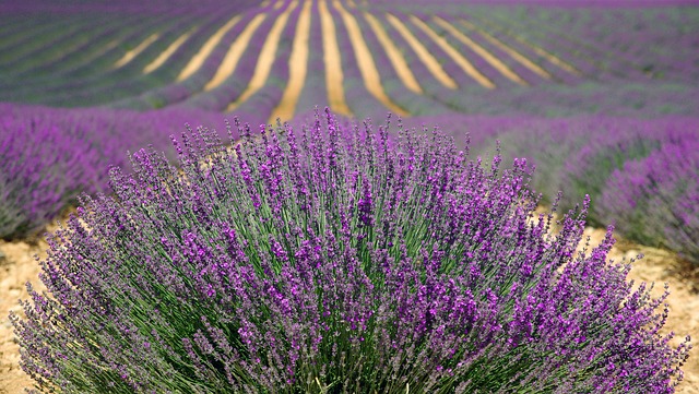 Levandule lékařská (Lavandula angustifolia)